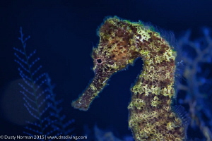 "Glow Party"
A backlit Seahorse in Little Cayman. Shot u... by Dusty Norman 